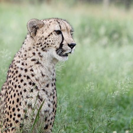Emdoneni Lodge With Zululand Cat Conservation Project Hluhluwe Exterior foto