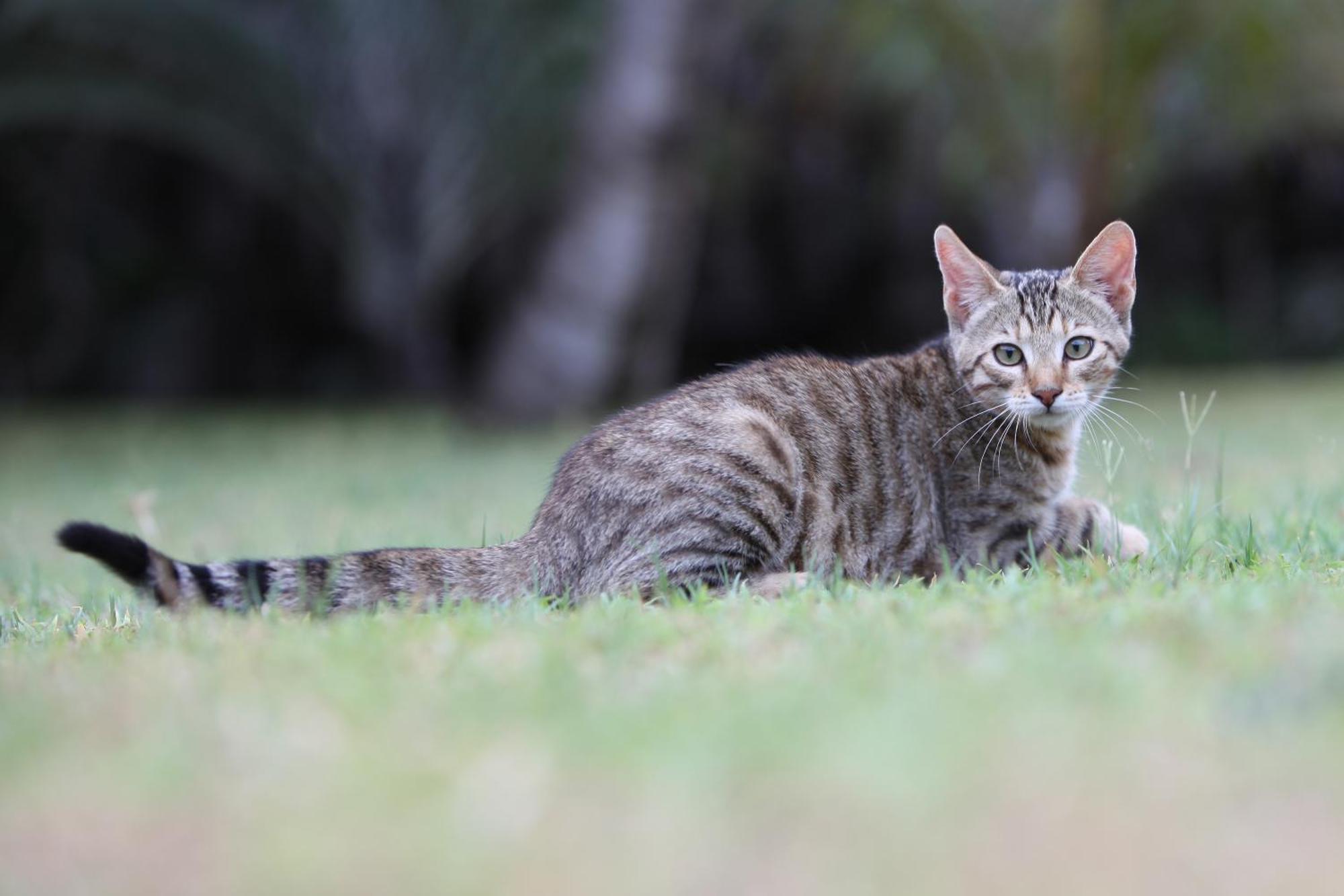 Emdoneni Lodge With Zululand Cat Conservation Project Hluhluwe Exterior foto