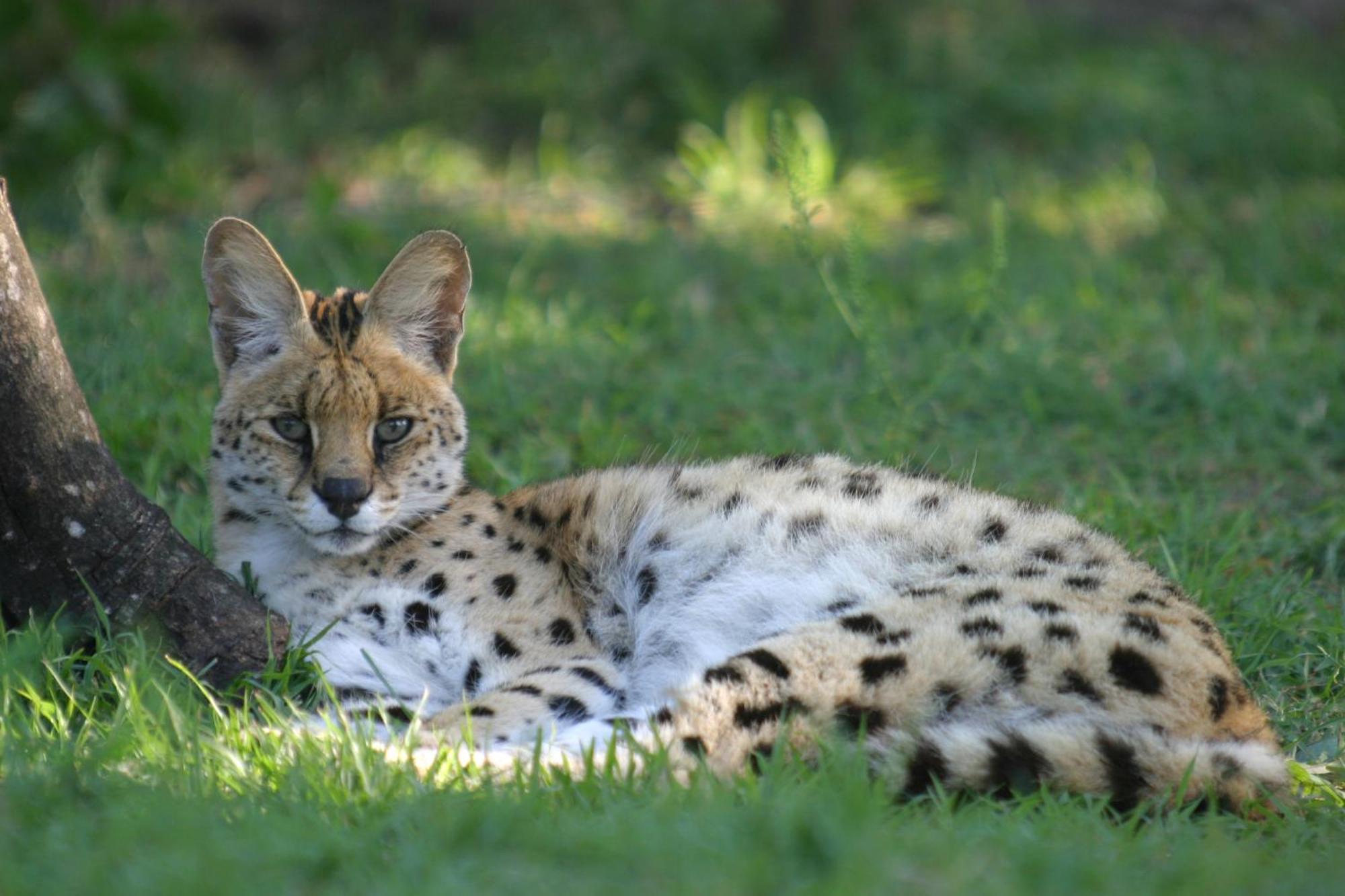 Emdoneni Lodge With Zululand Cat Conservation Project Hluhluwe Exterior foto