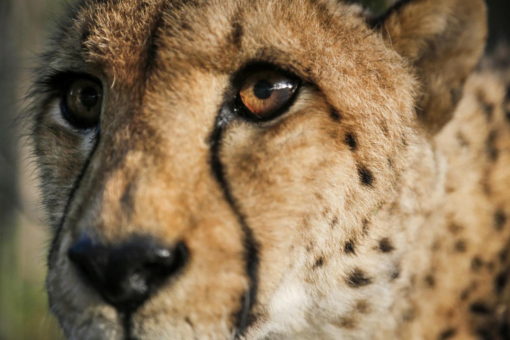 Emdoneni Lodge With Zululand Cat Conservation Project Hluhluwe Exterior foto