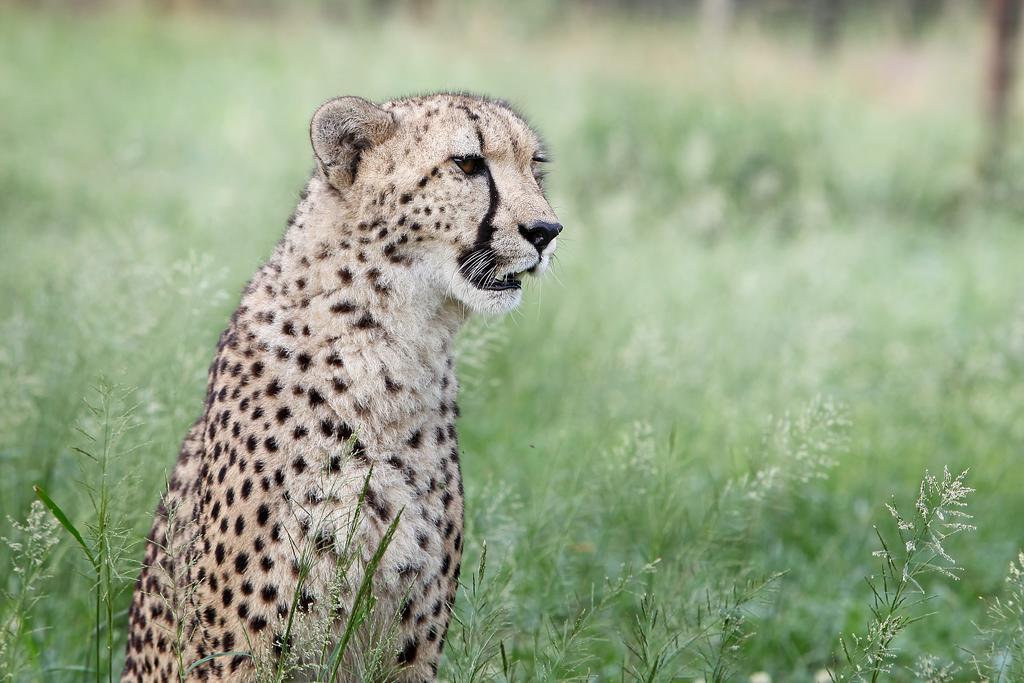 Emdoneni Lodge With Zululand Cat Conservation Project Hluhluwe Exterior foto